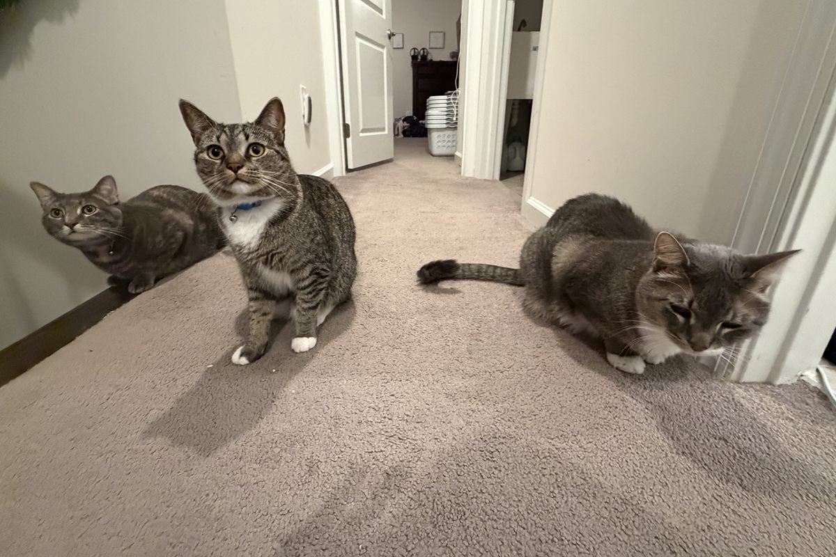 The three cats gathered in a hallway, mid-meeting