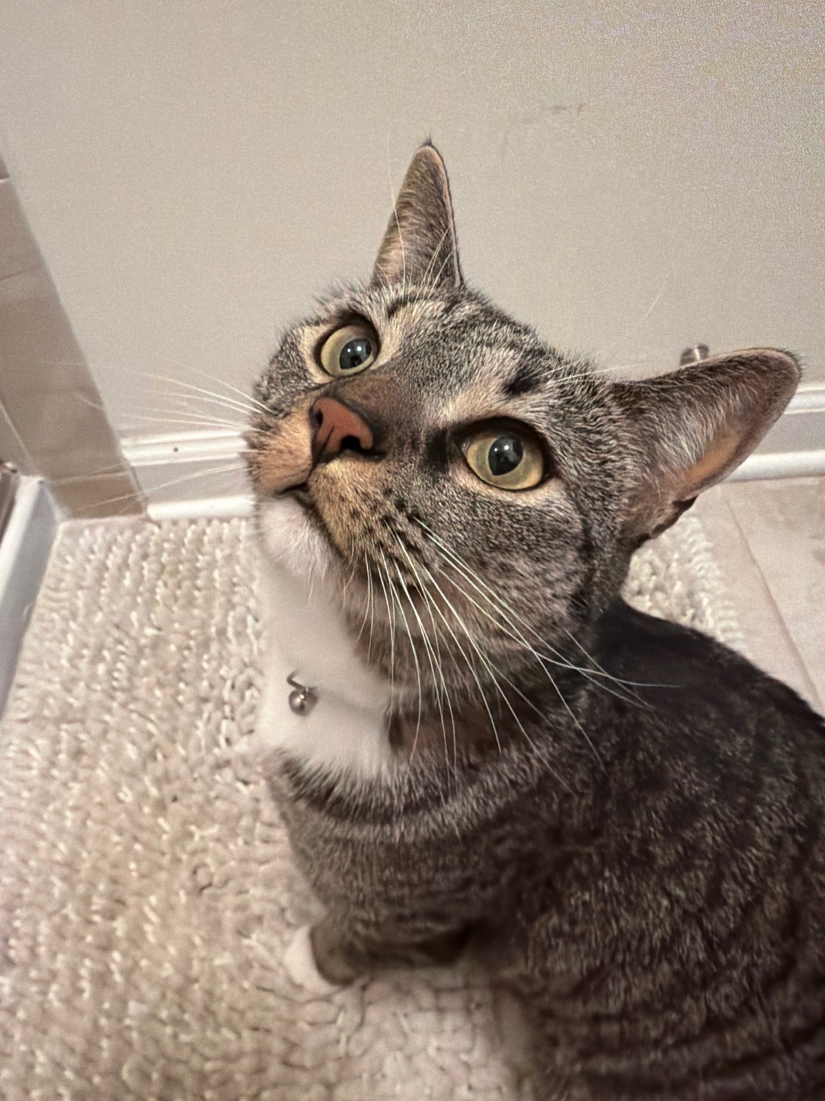 Honeycrisp, a brown tabby with a white chest and bell collar, gazing up at the camera with wide eyes