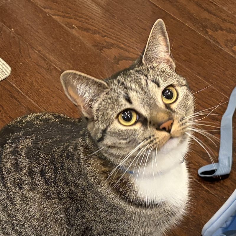 Honeycrisp, a brown tabby cat with a white bib and gold eyes, looking straight up at the camera