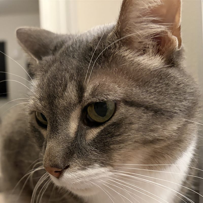 Macintosh, a gray cat with a white bib, gazing thoughtfully to the side