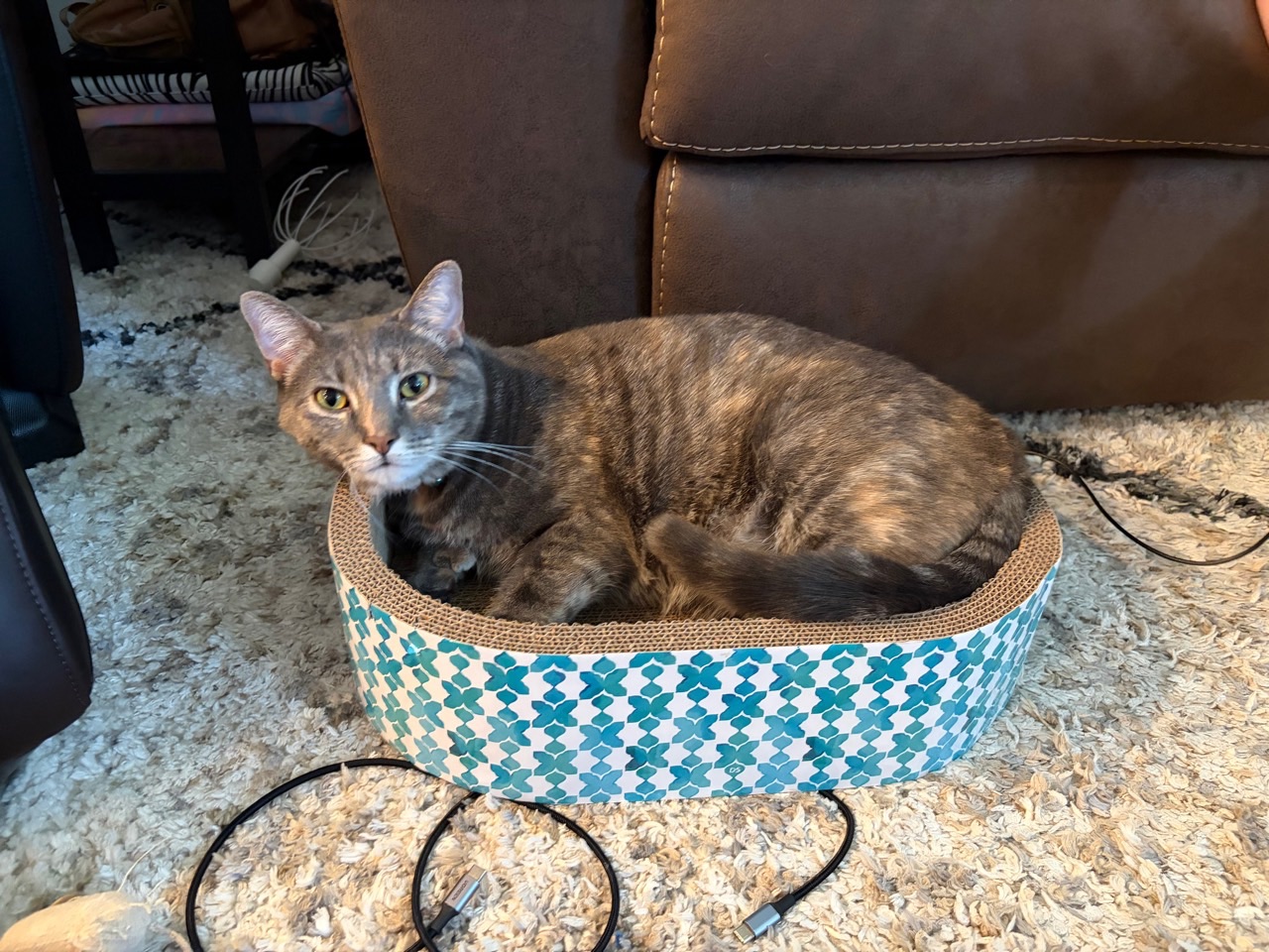 Sugarbee curled in a blue-and-white cardboard scratcher bed beside a charging cable
