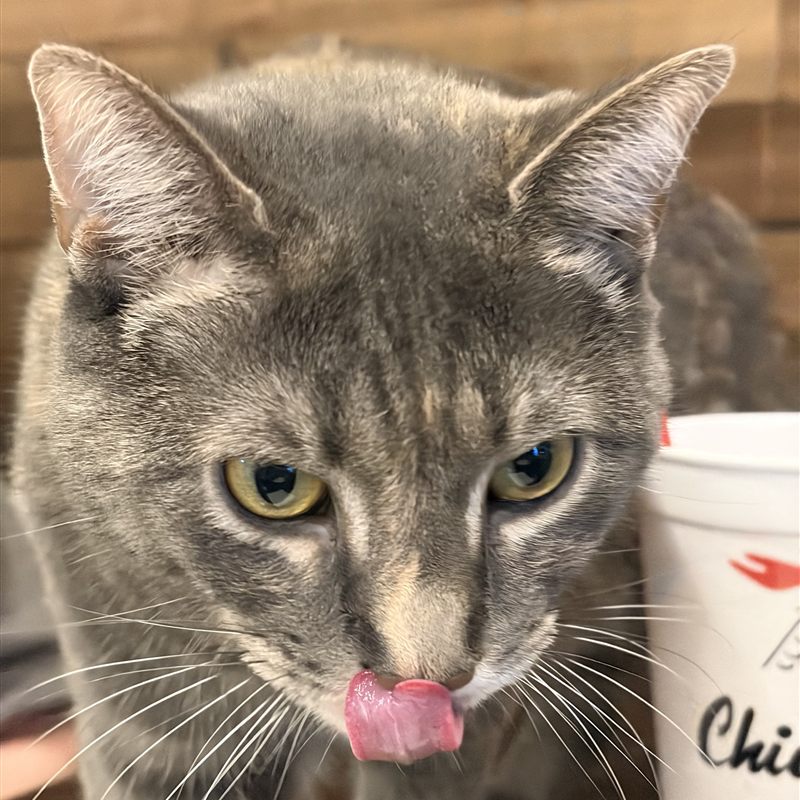 Sugarbee the cat supervising beside a cup